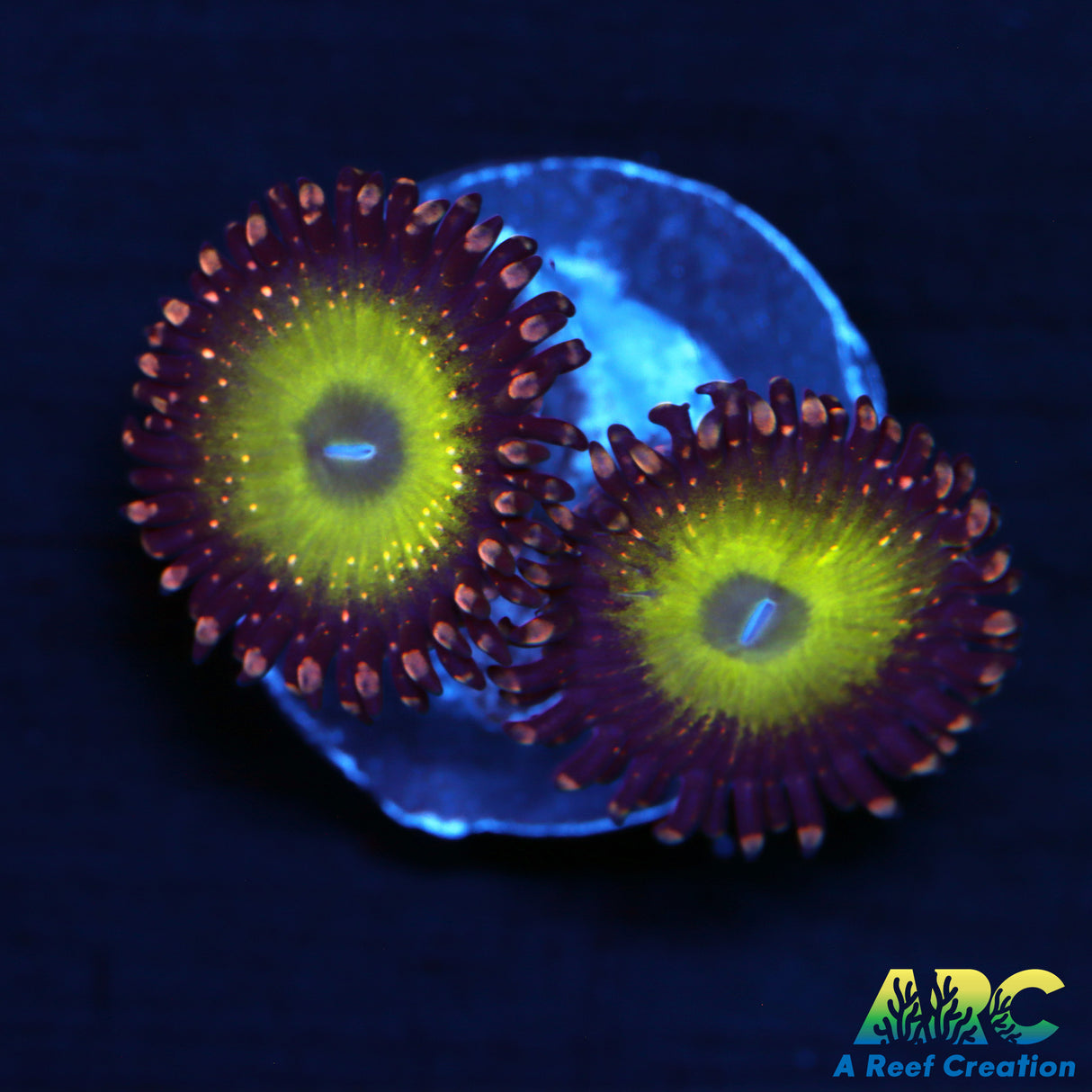 CB Omega Zoas