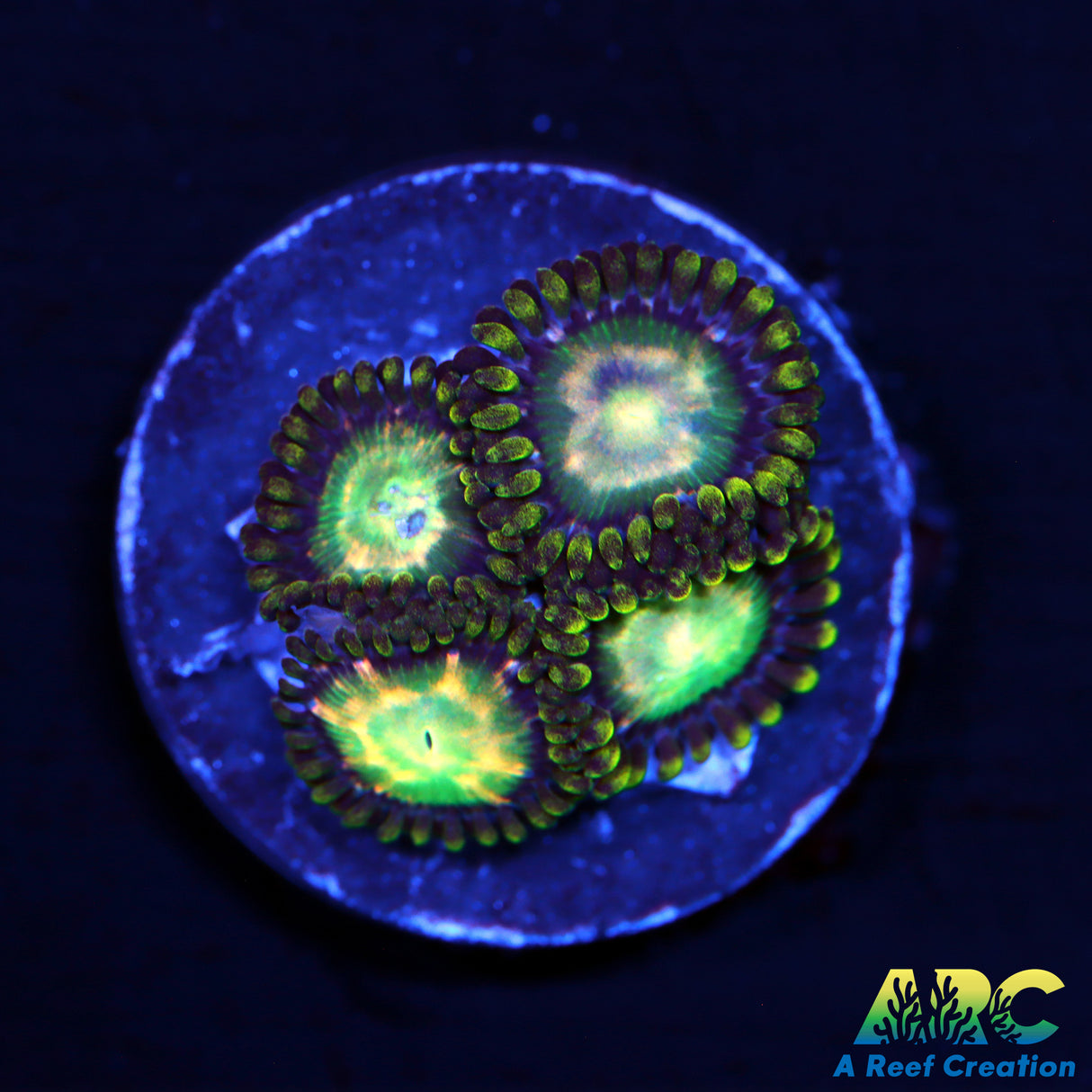 ARC Yoshis Zoas