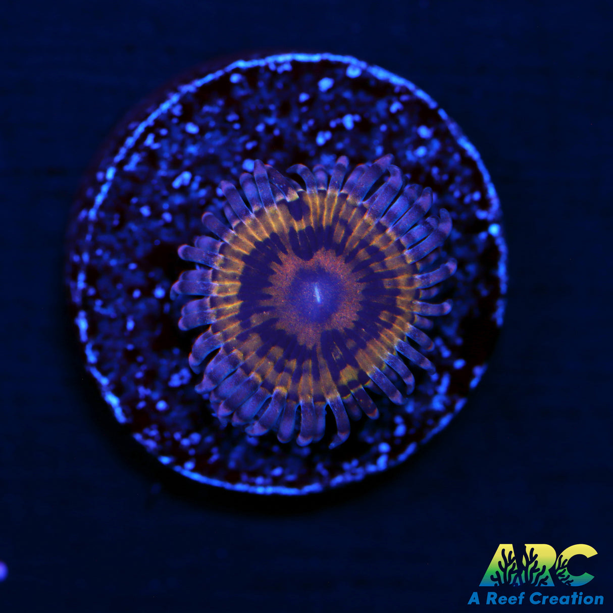 ARC Stratocaster Zoa