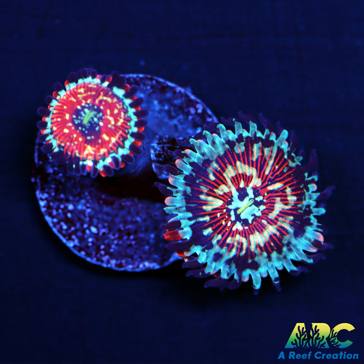 ARC Seductions Zoas