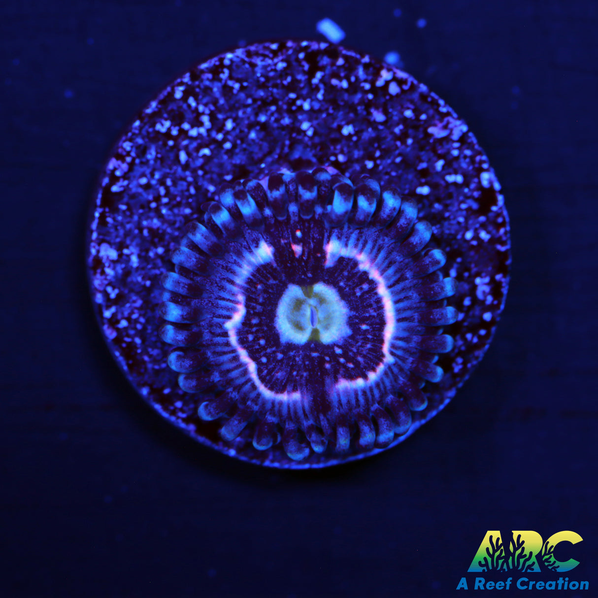 CC Pink Constellations Zoas