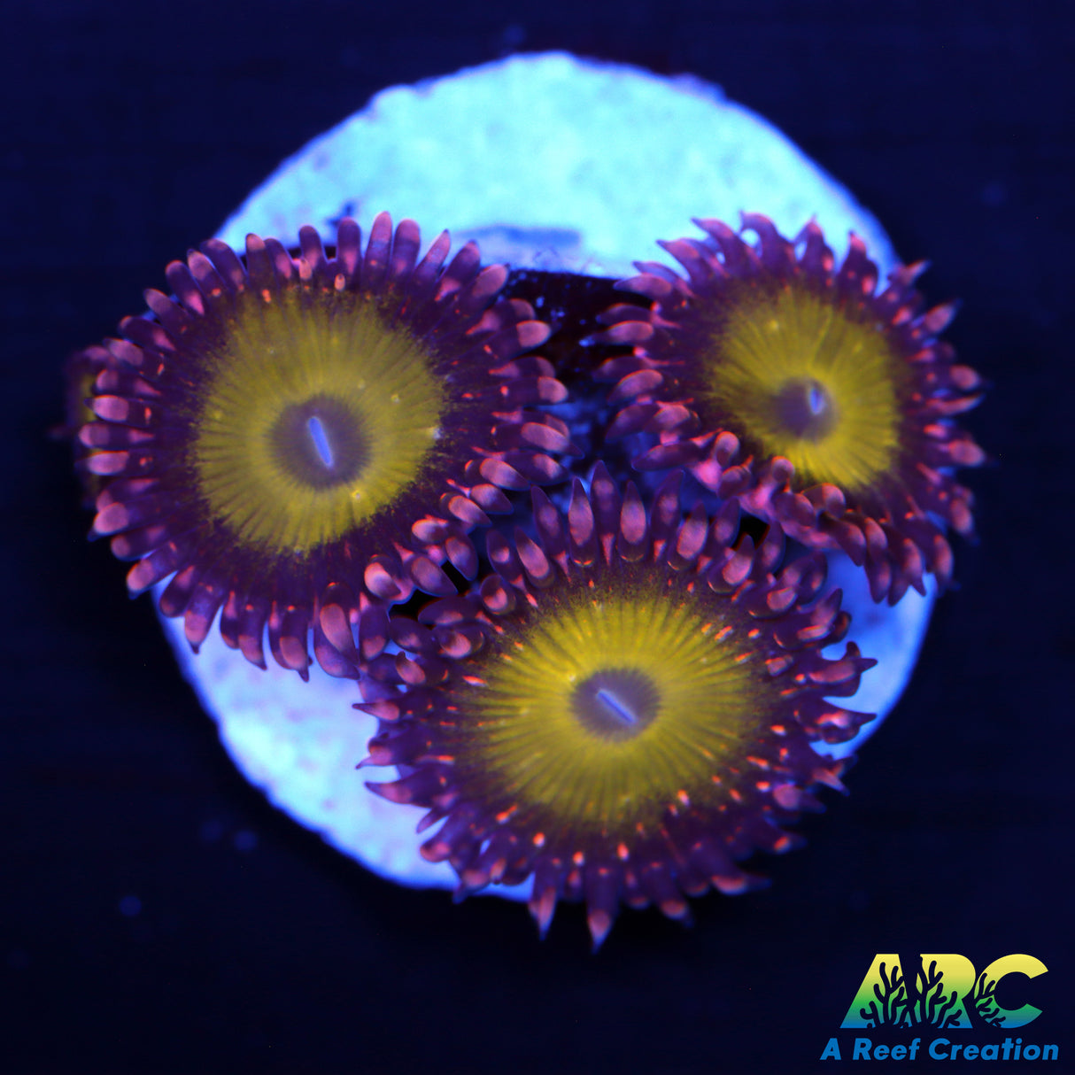CB Omega Zoas