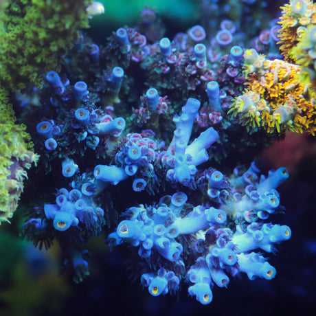 CC Pink Highlighter Mother Colony