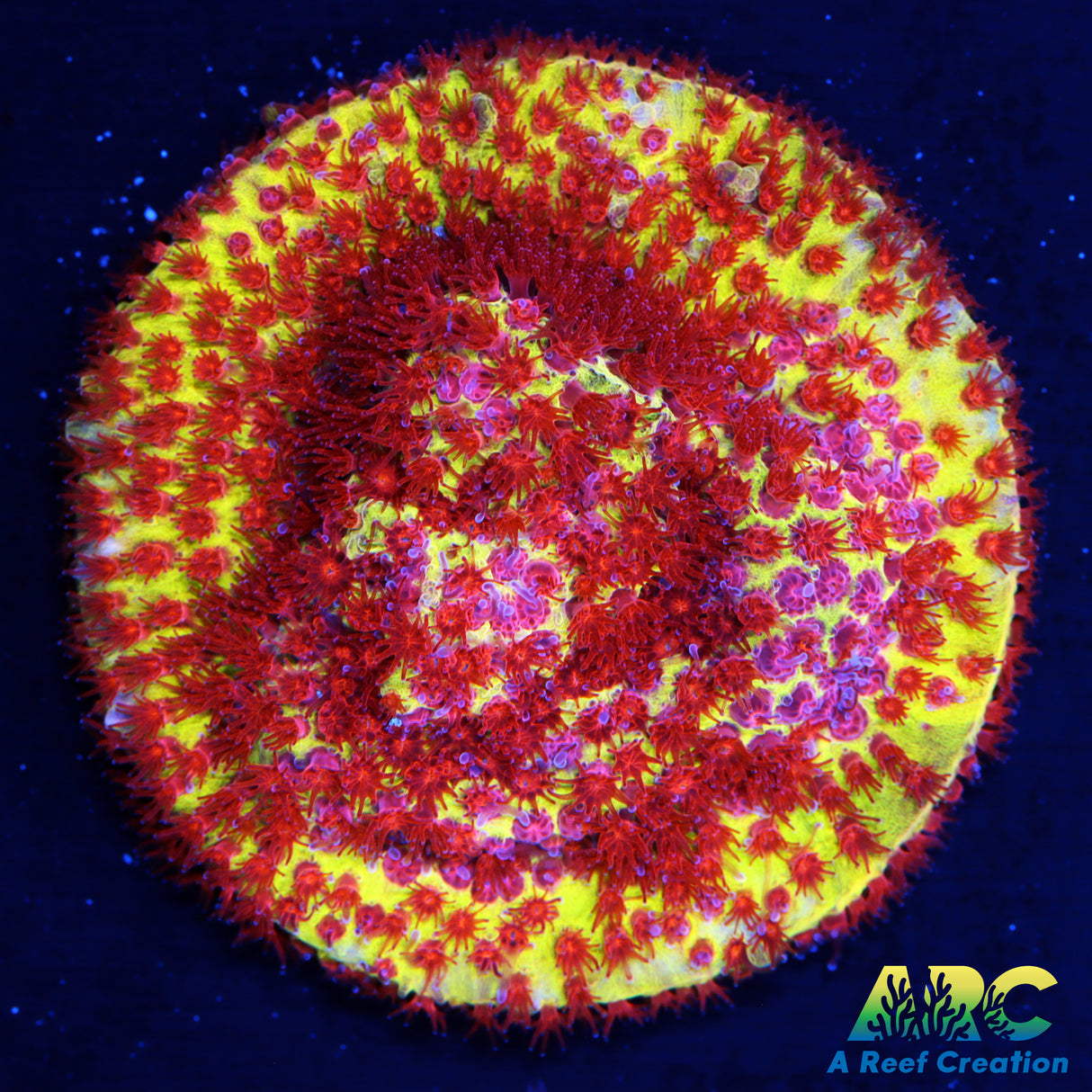 JF Burning Banana Stylo