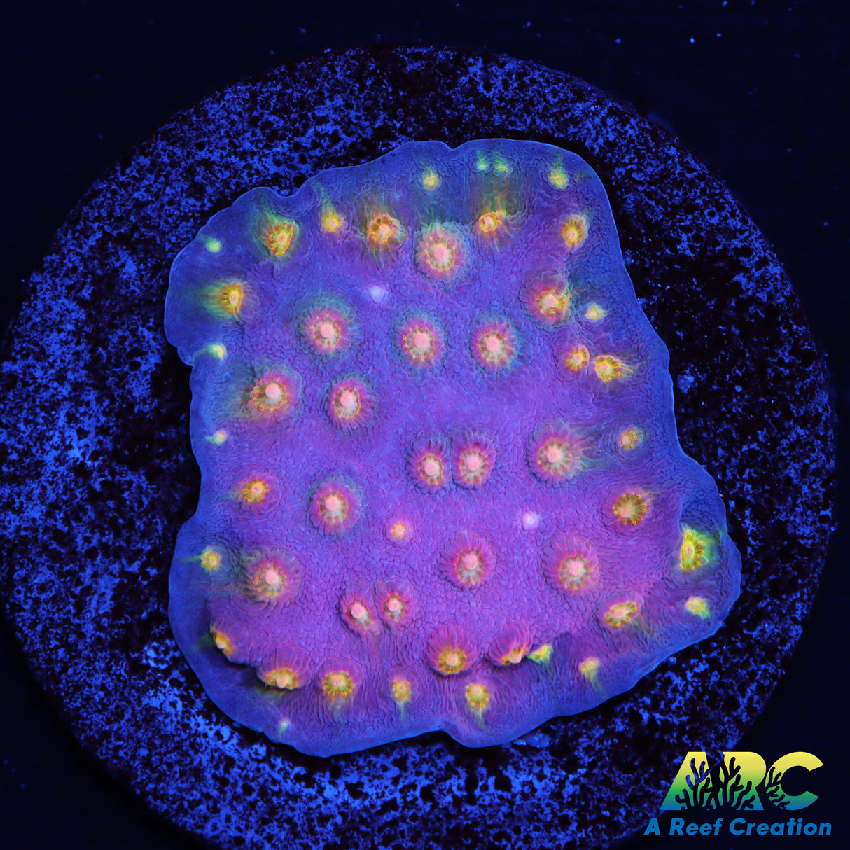 ARC Halley's Comet Plating Cyphastrea