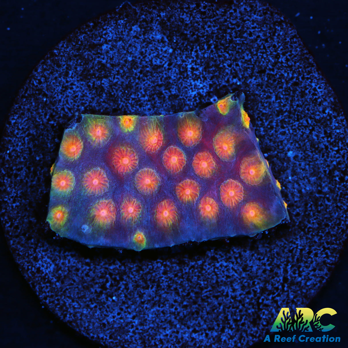 ARC Monet's Madness Cyphastrea