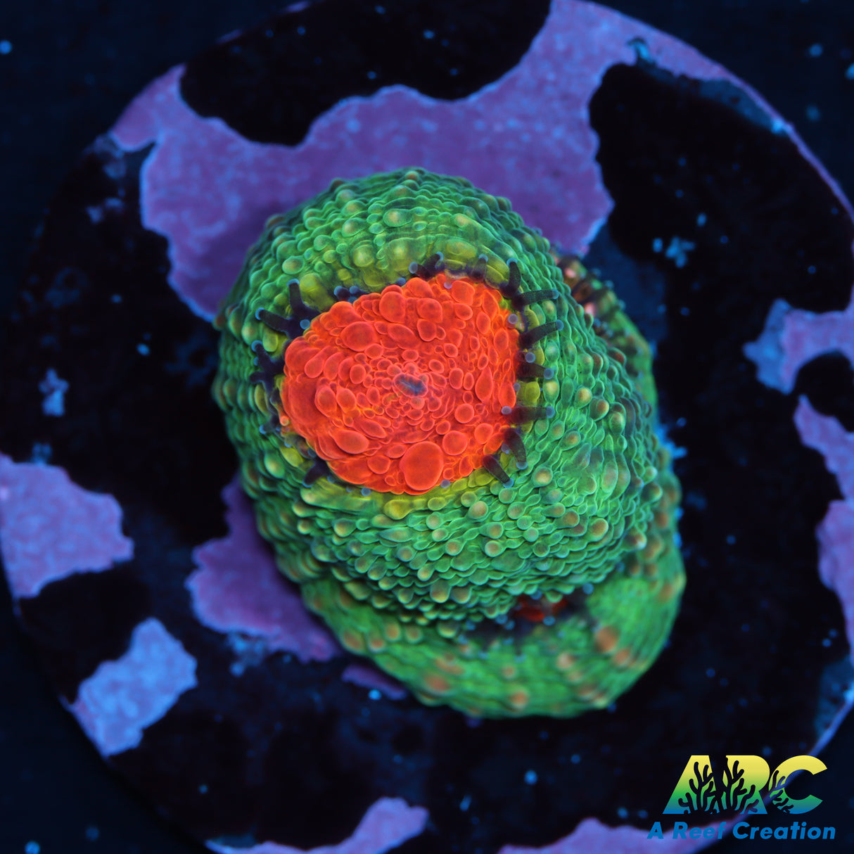 TCK Rainbow Acan Echinata