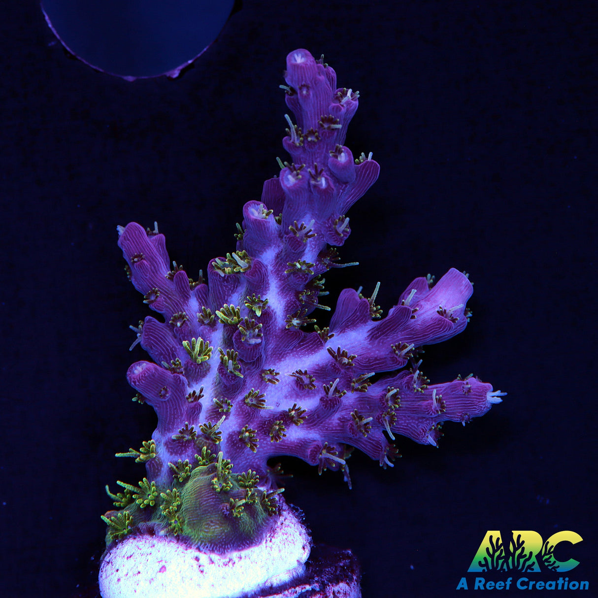 ARC Purple Hairy Monster