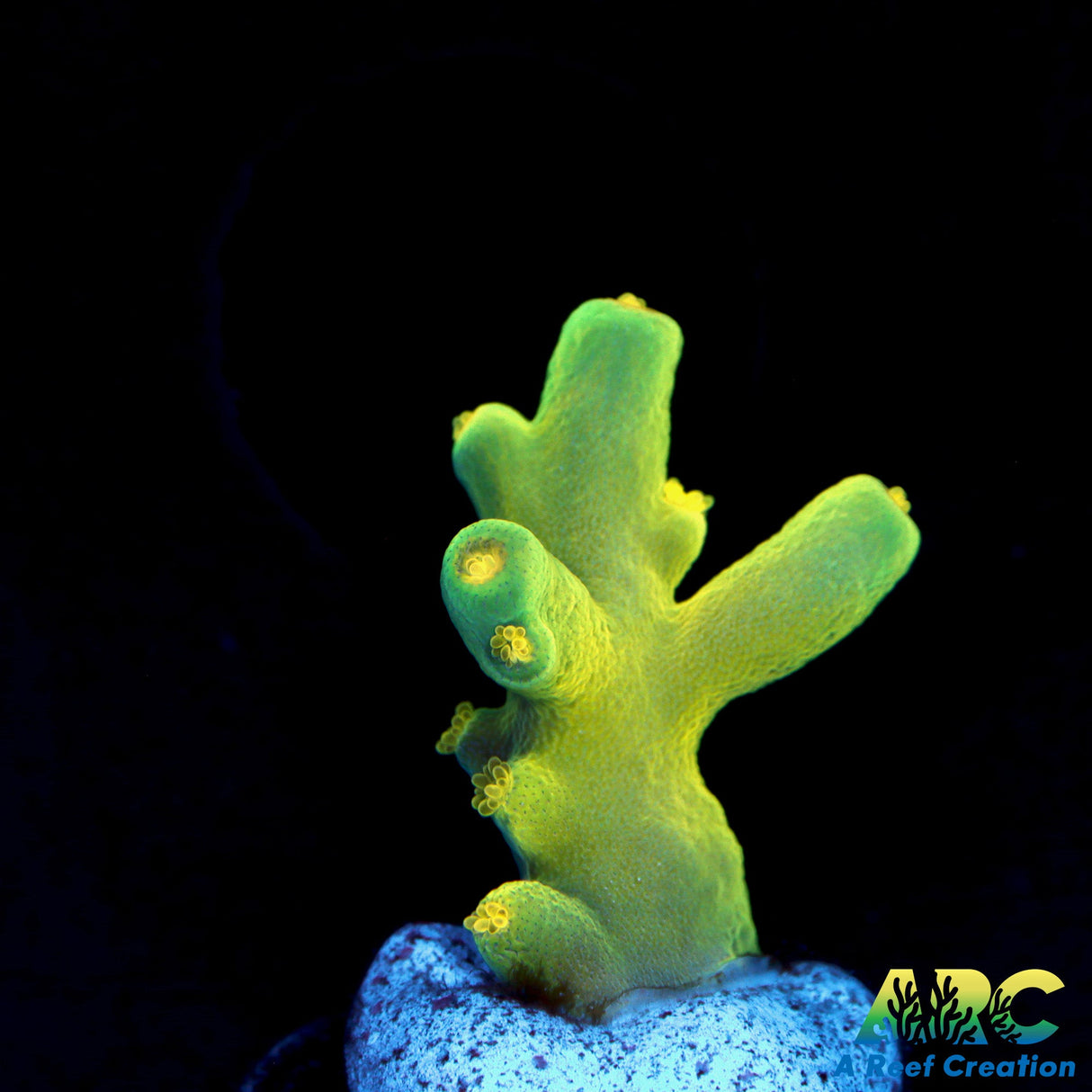 Joe's Deepwater Acro