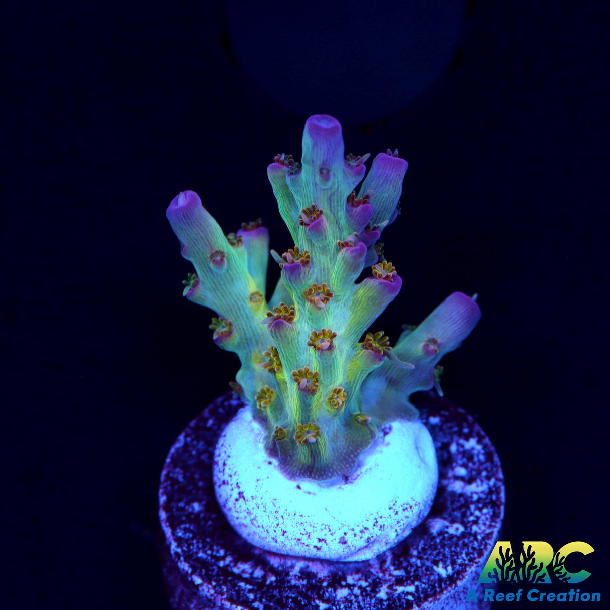 ARC Joe cool Acro