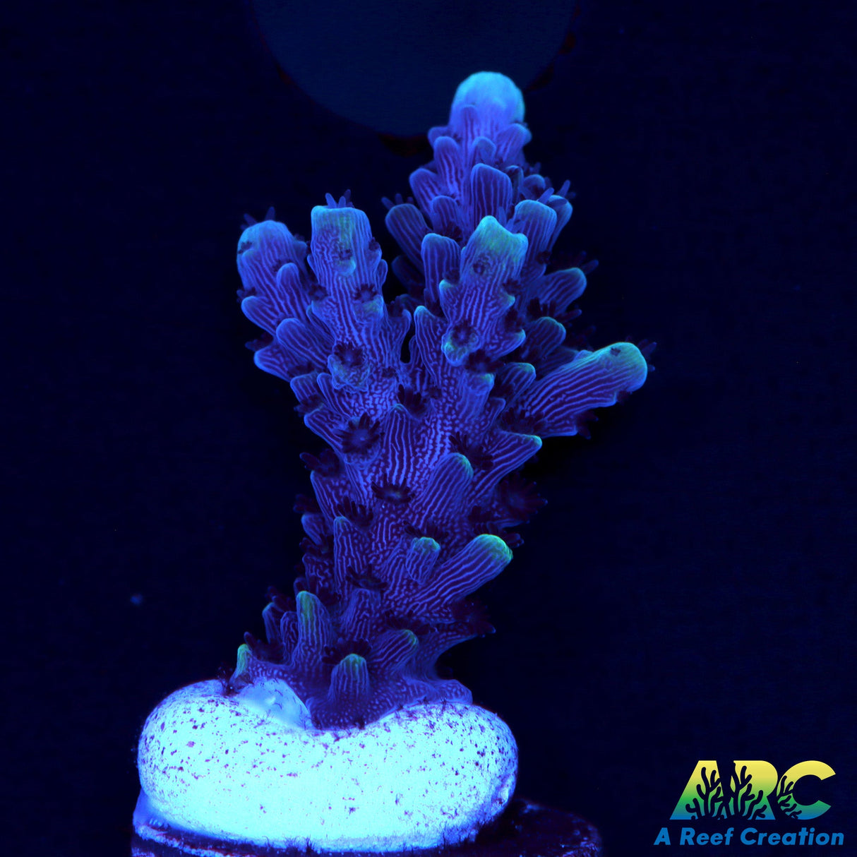 SanJay's Blue Slimer