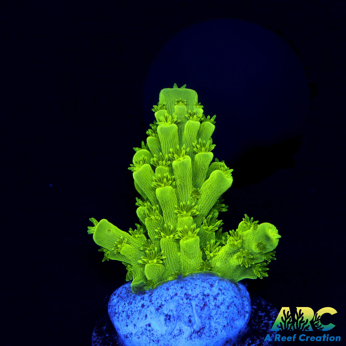 Jake Adam's Acropora Florida