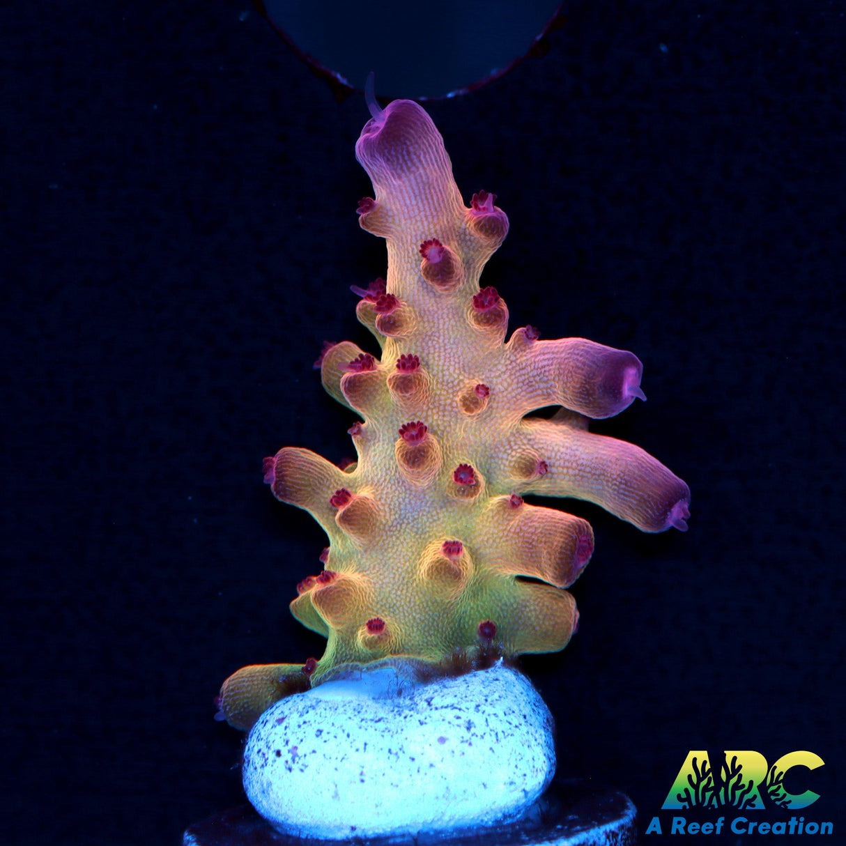 ARC Sands Of Time