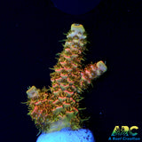 ASD Rainbow Milli