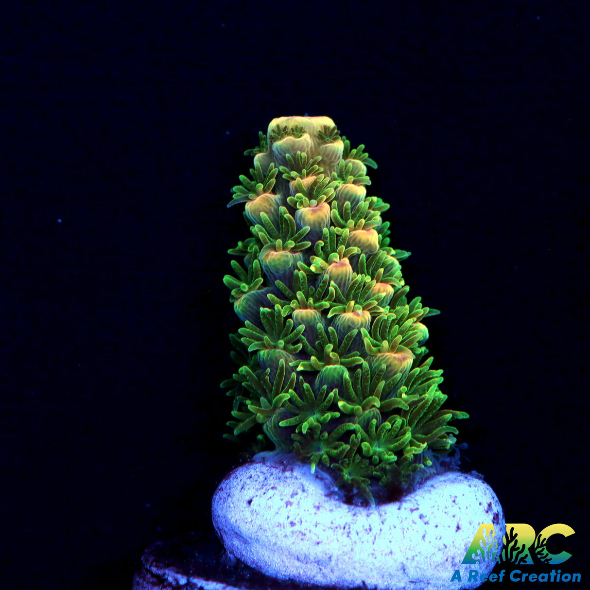 ARC Peachy Humilus
