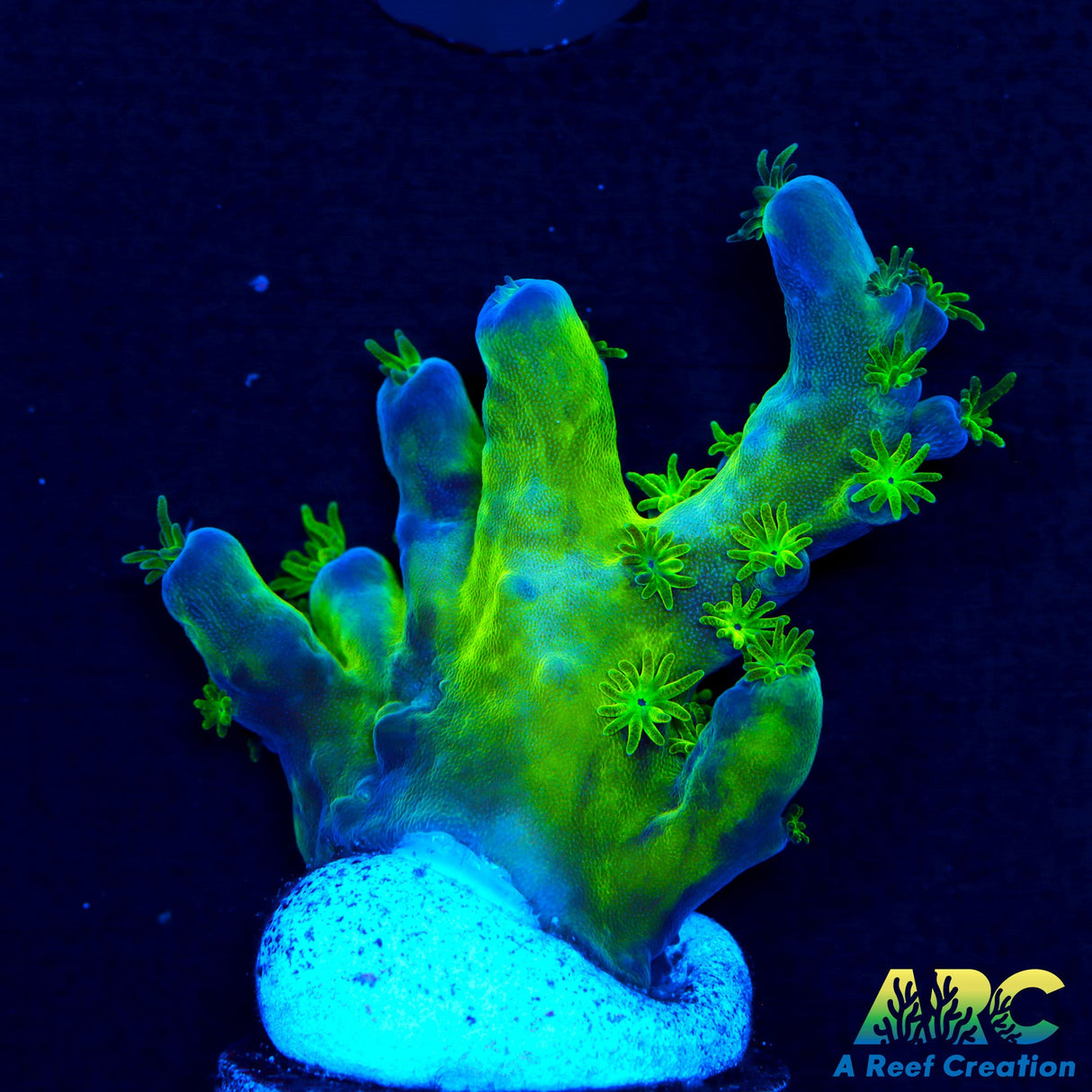 ARC Bullfrogs