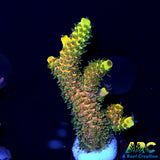 RRC Green Side Rainbow Splice