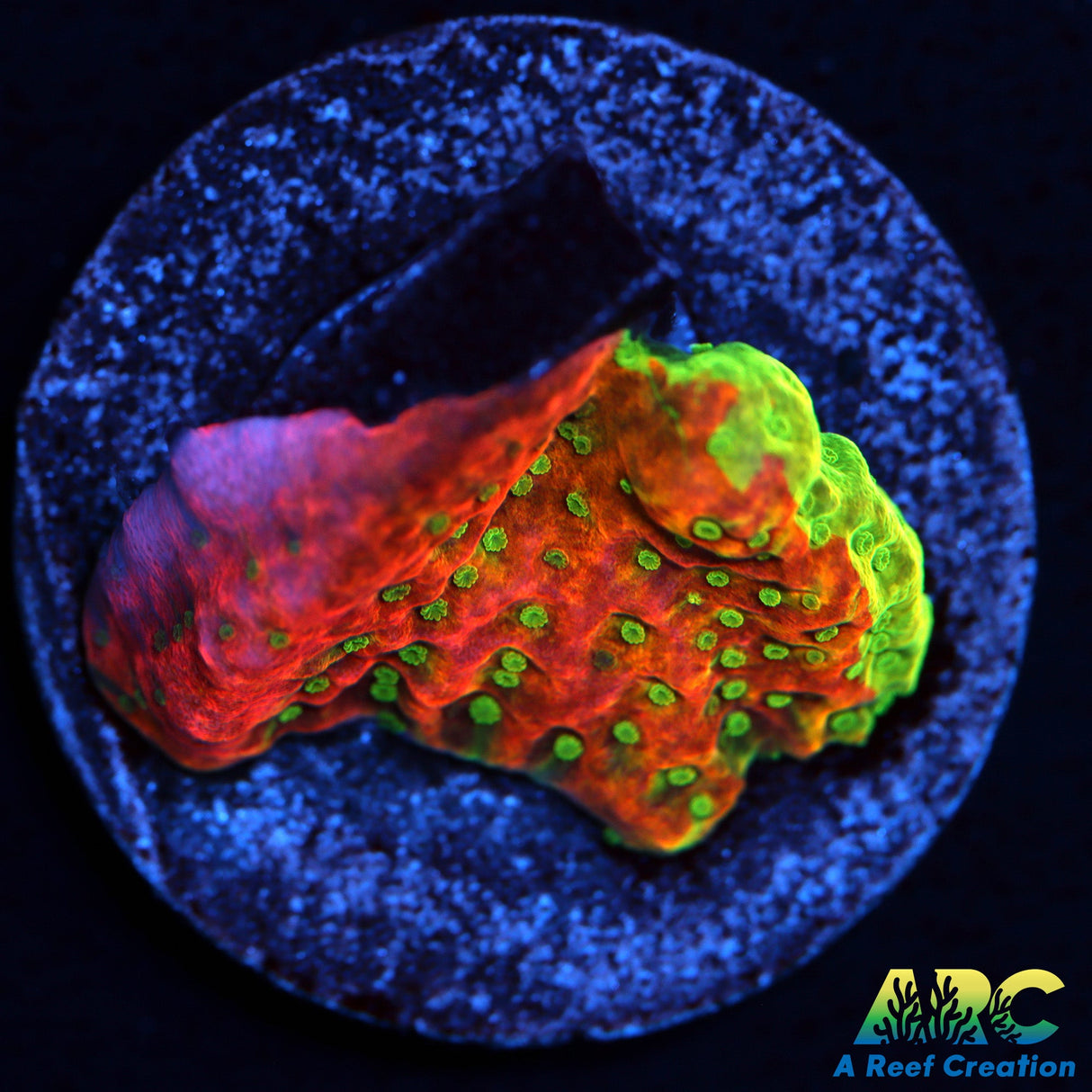 TCK Grafted Cherry Tree Monti