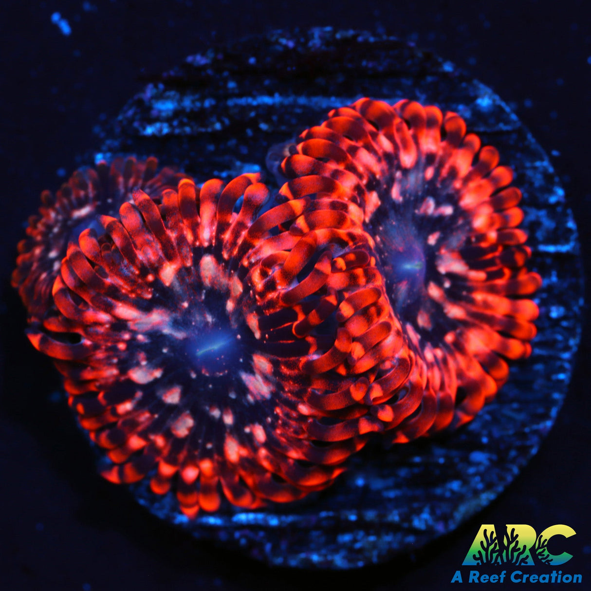 Utter Chaos Zoas