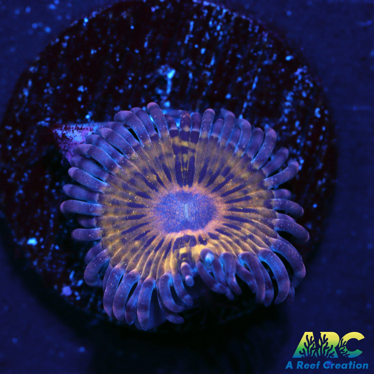 ARC Stratocaster Zoa