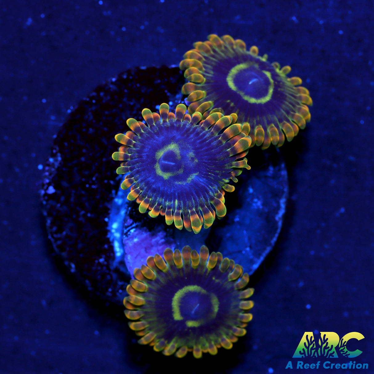 Rainbow Yoda Zoas