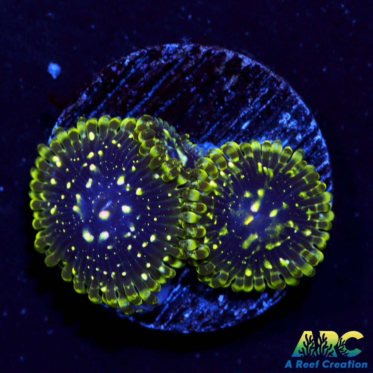 Exospheres Zoas