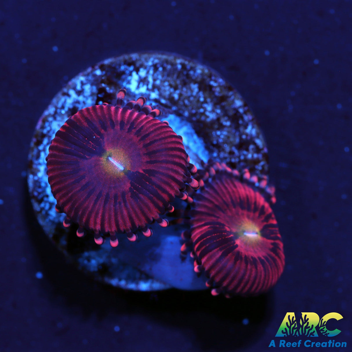 Cherry Blossom Zoas