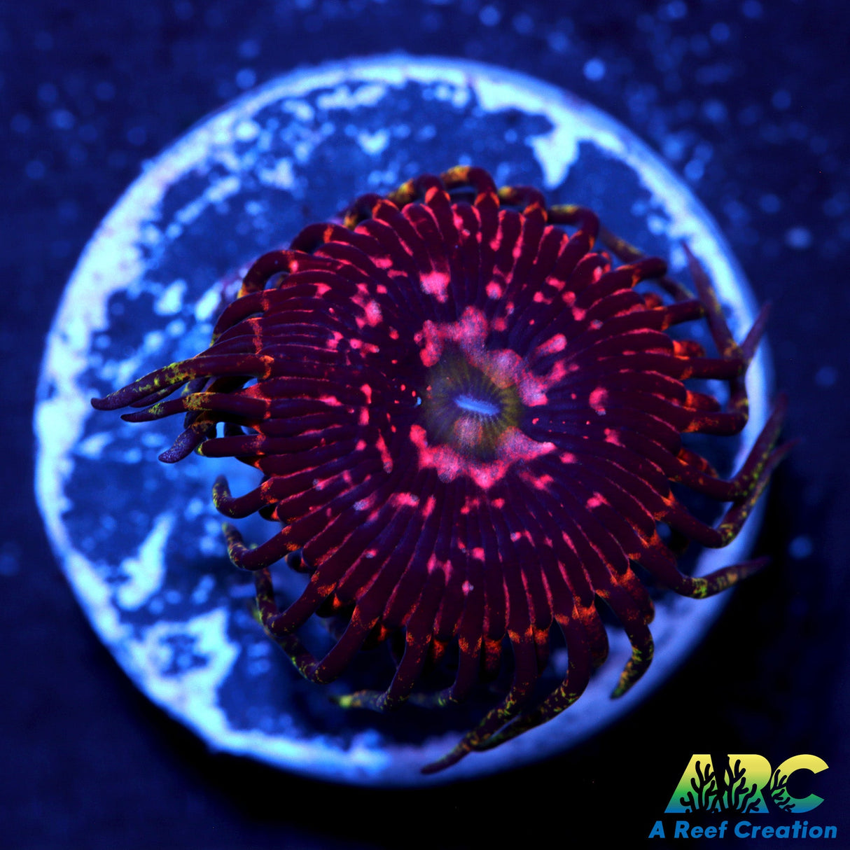Space Chaos Zoa