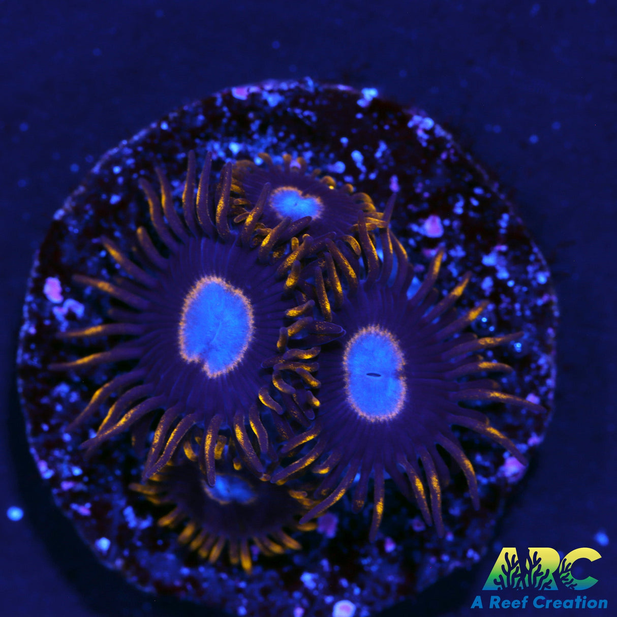 Frozen Hornets Zoas
