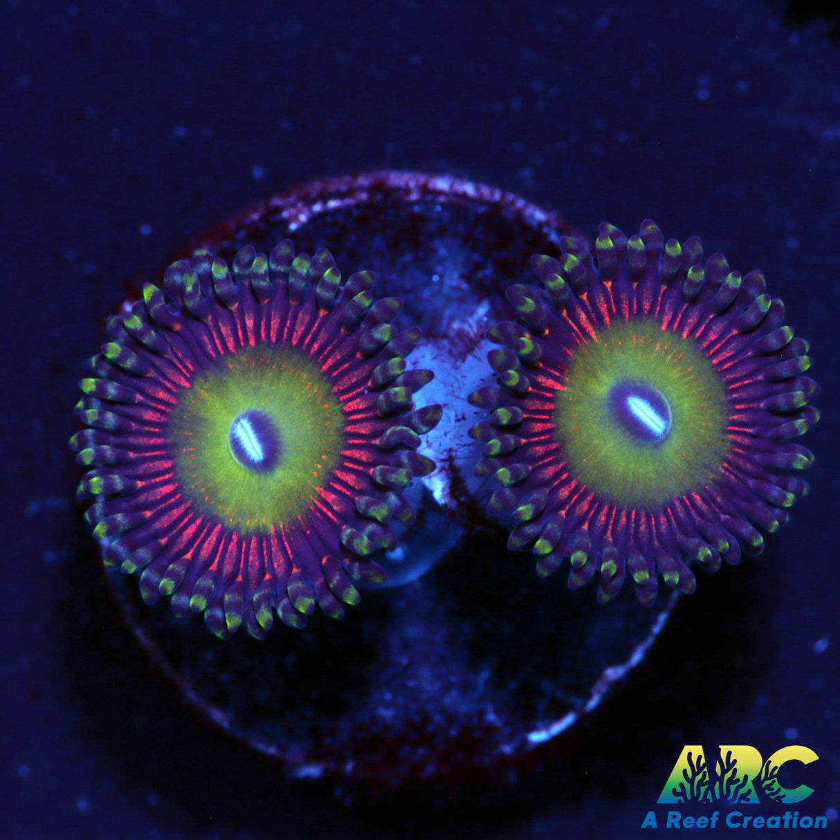 Candy Apple Green Zoas