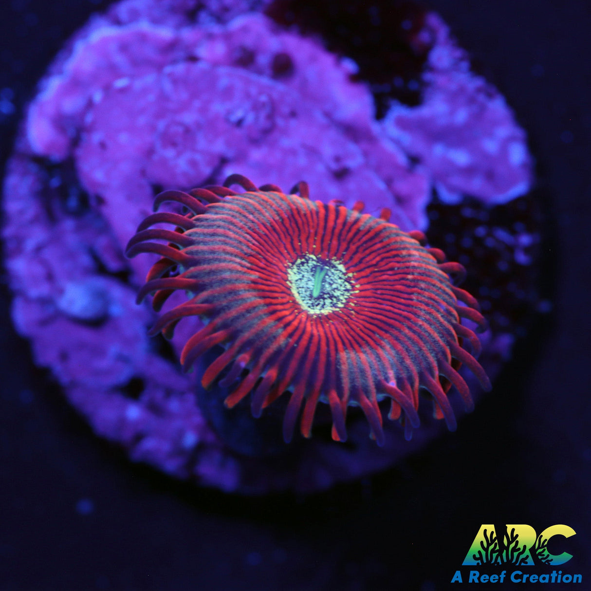 Magicians Zoa