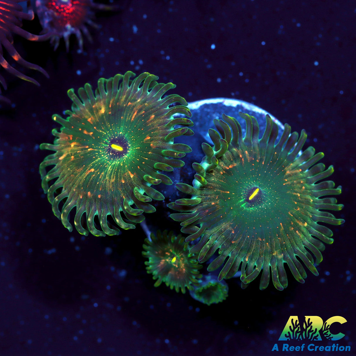 ARC Ding Dangs Zoas