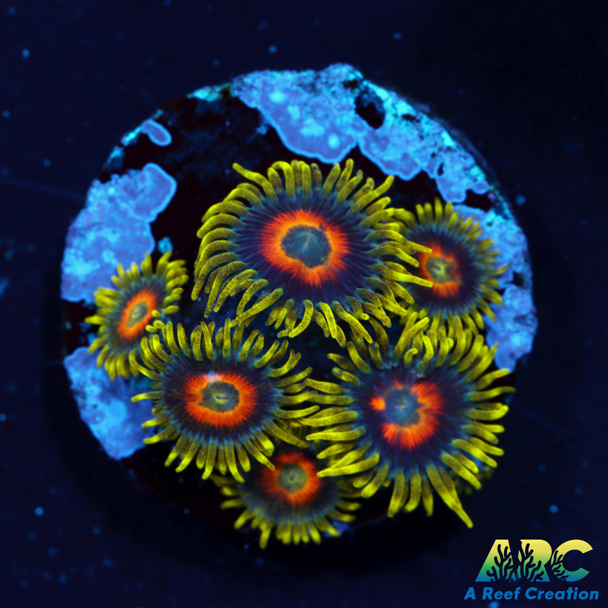 Long Lash Eagle Eyes