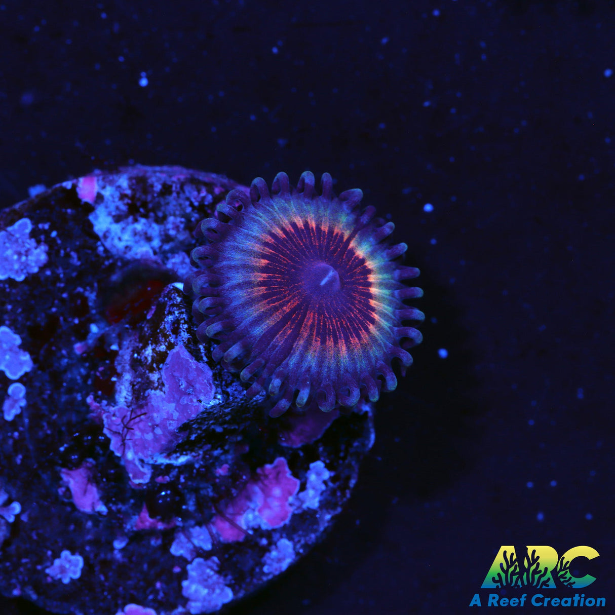 Vamp Zoa