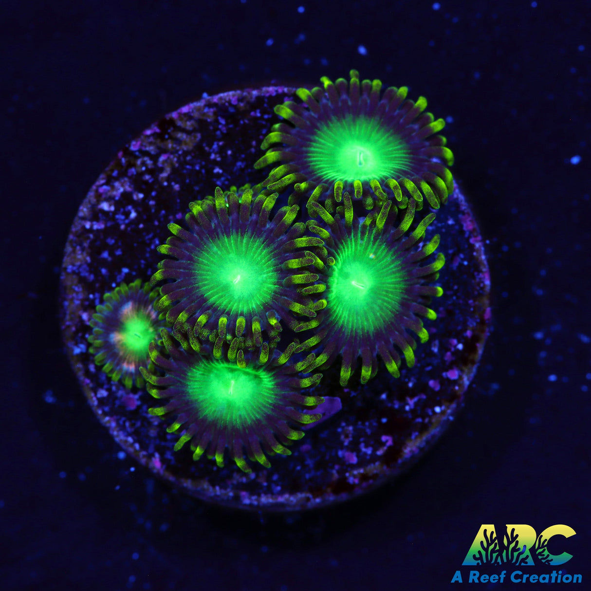 Radioactive Dragon Eyes