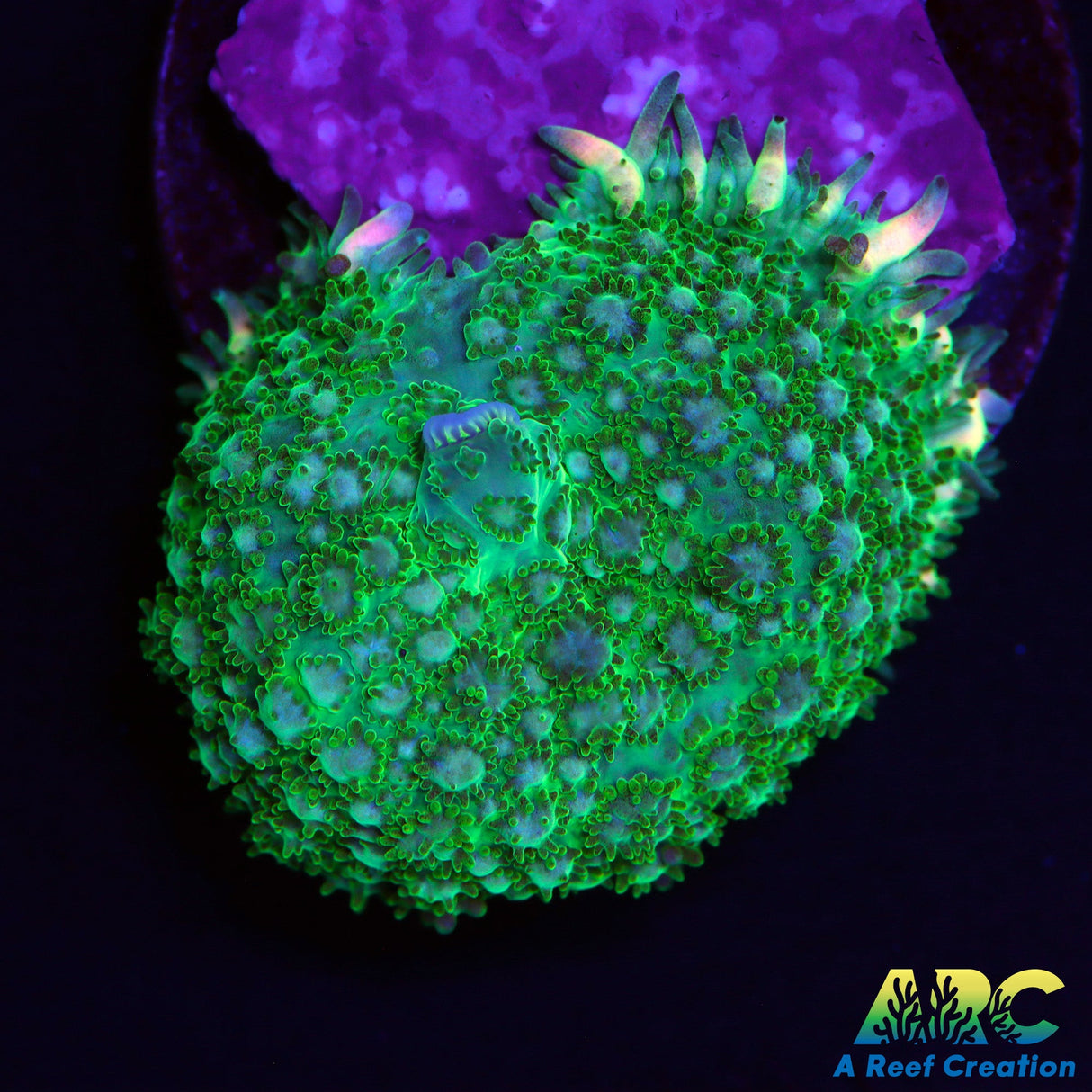 Lion's Mane Pin Cushion Mushroom