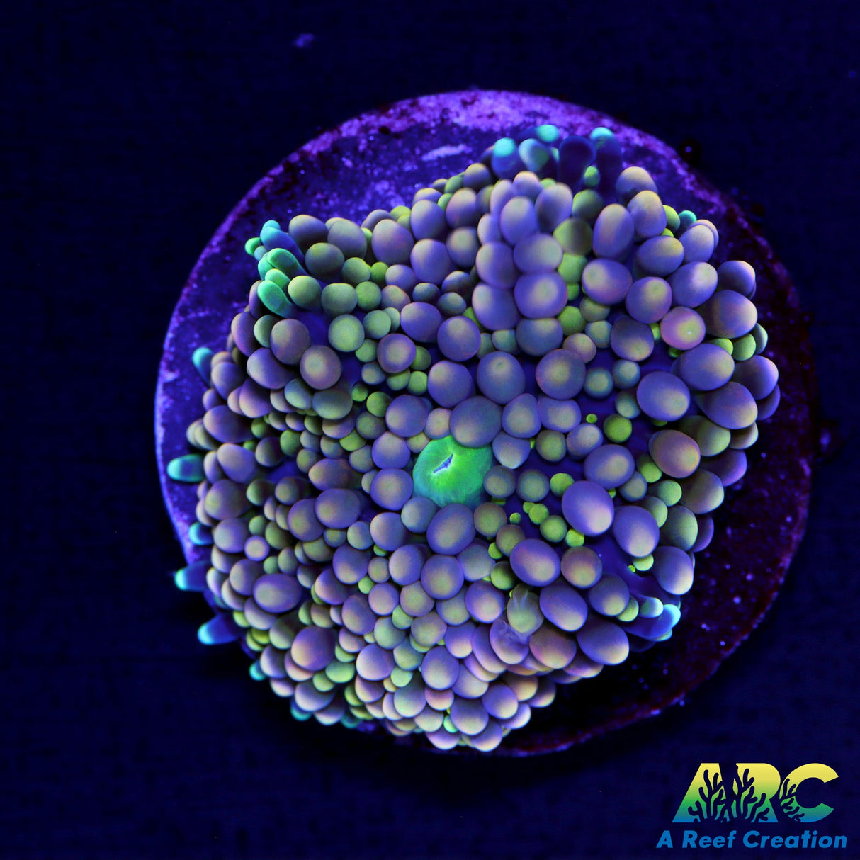 Peach Ricordea Mushroom