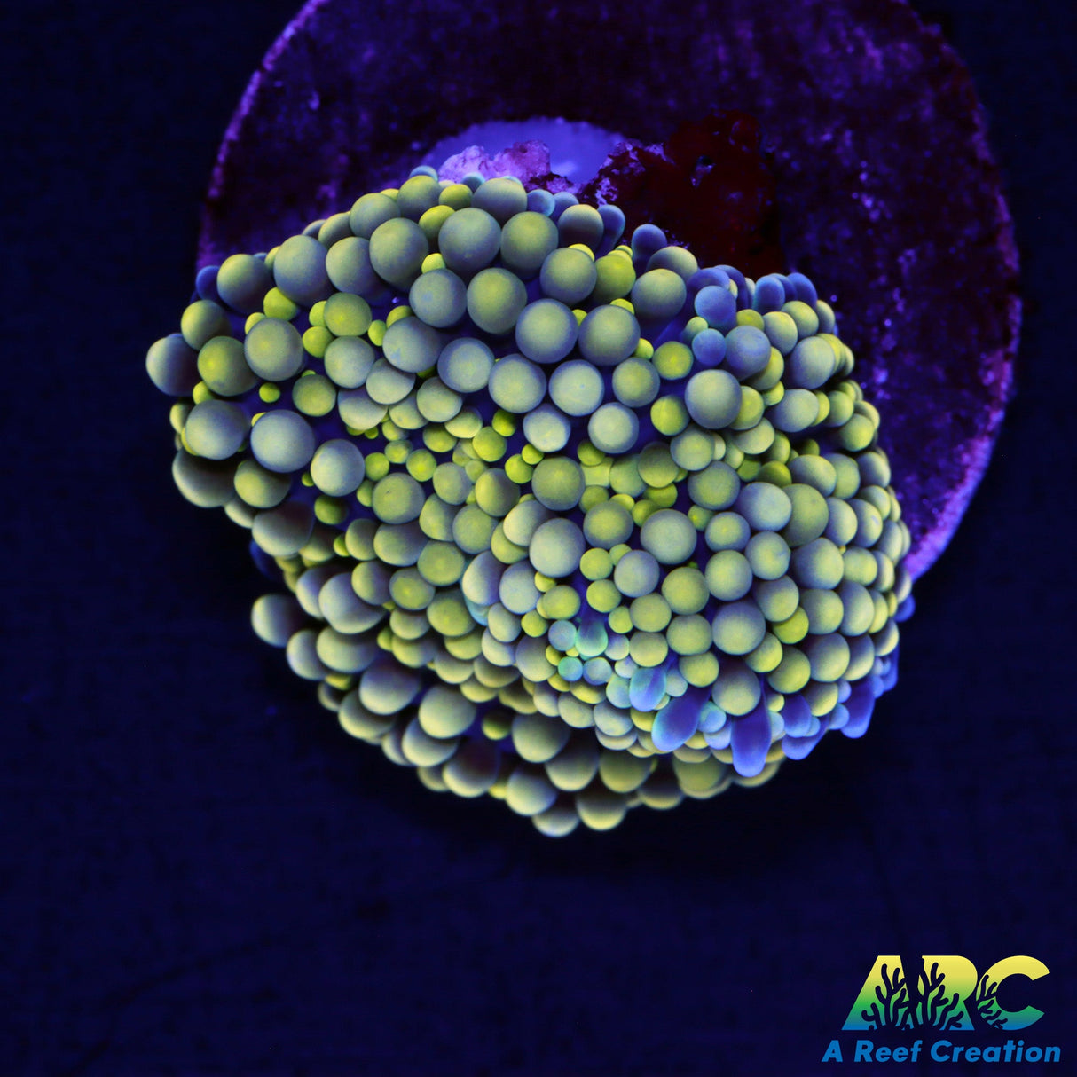 Lemony Ricordea Mushroom