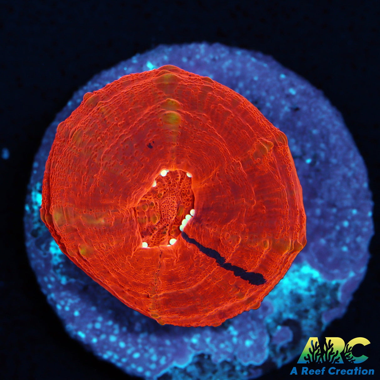 Red with Purple Streak Scoly Aquacultured Frag