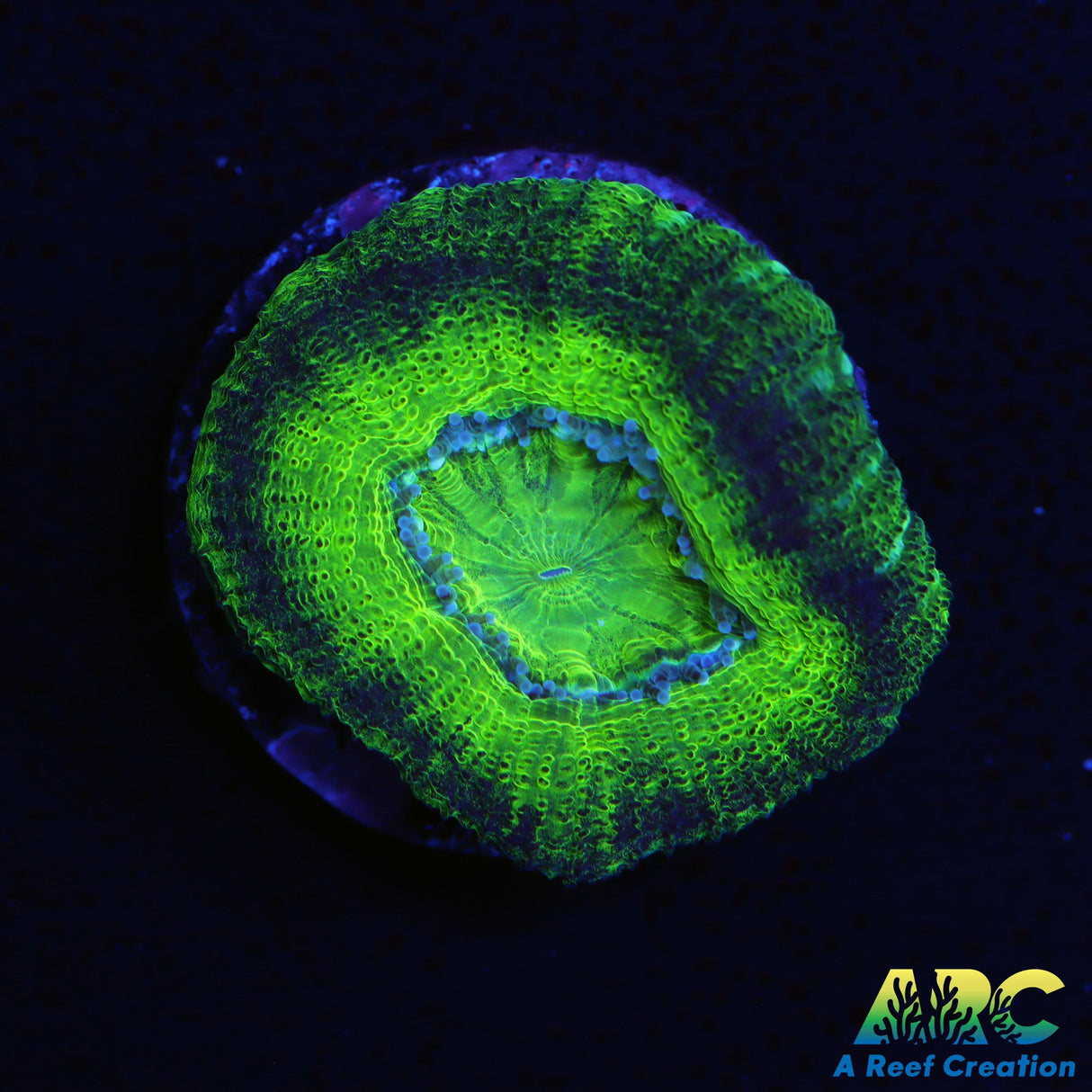 ARC Neon Green Asian Acan