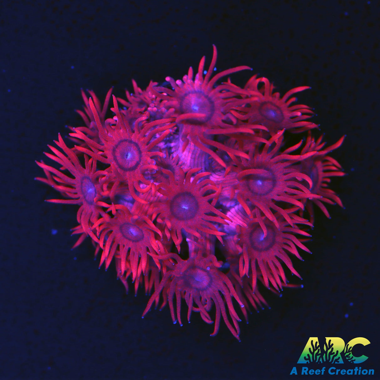 ARC Gma's Red Shag Goni