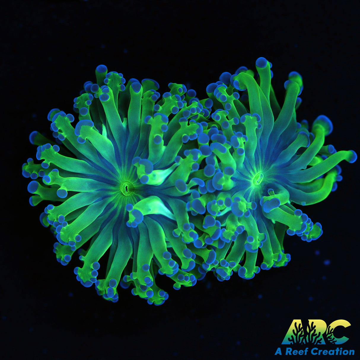 Dual Head Bicolor Frogspawn