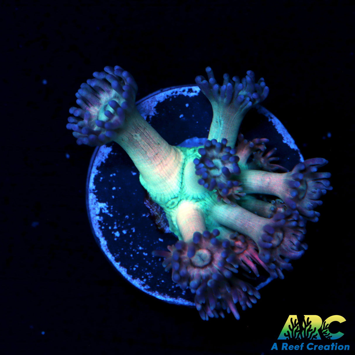 ARC Gumballs Goni
