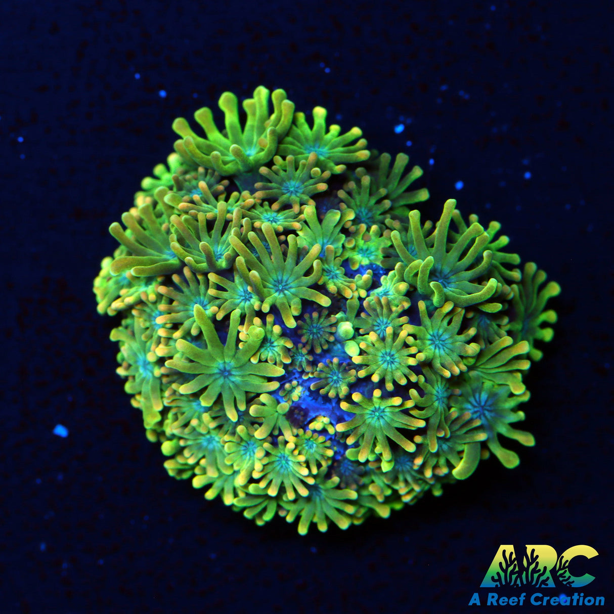 Kermit The Frog Alveopora