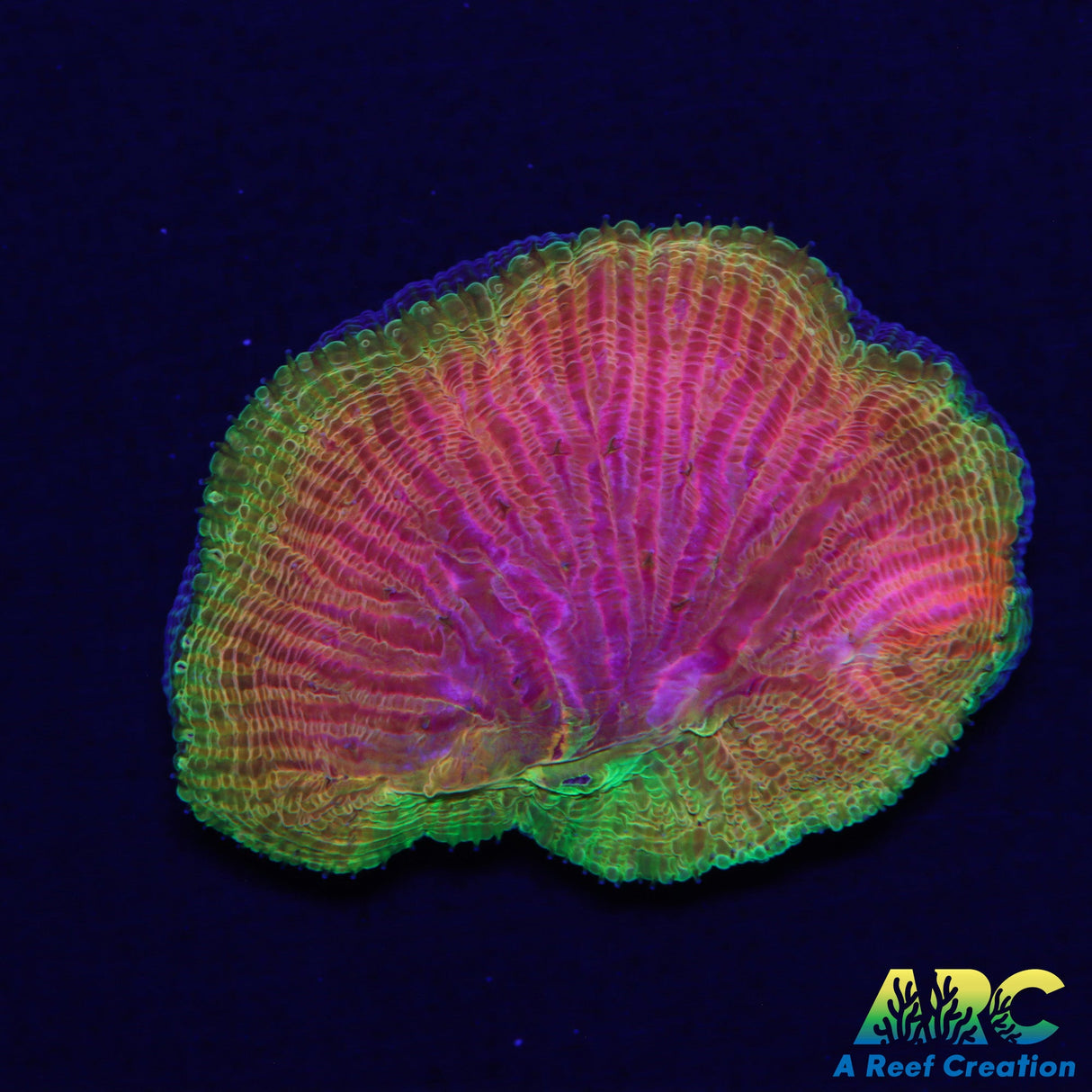 WWC Diablo Diaseris Plate