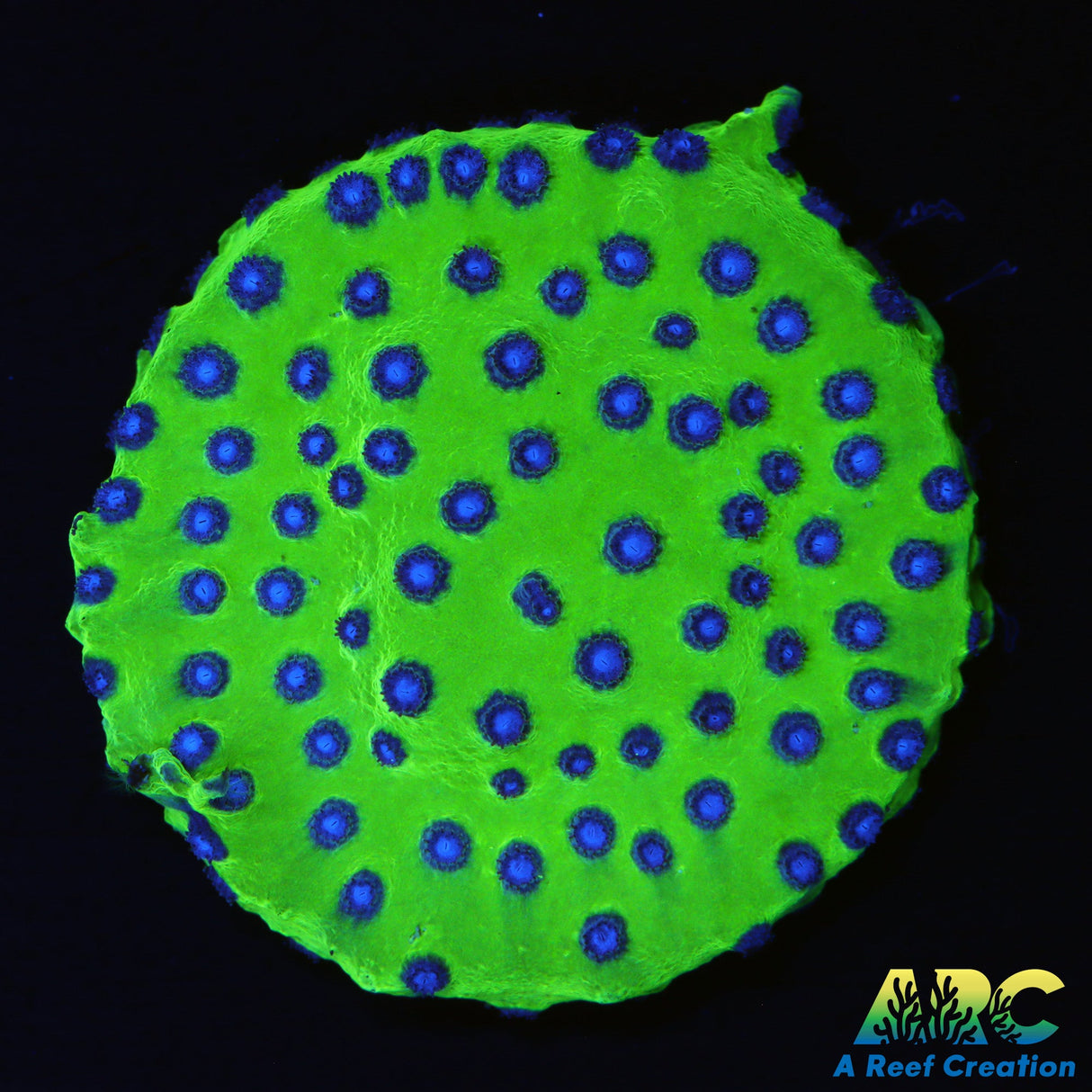 JF Purple People Eater Cyphastrea