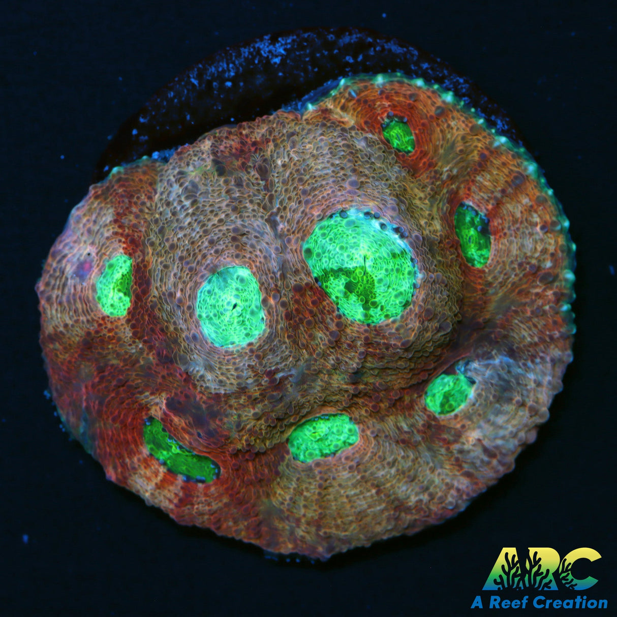 ARC Paint Splater Acan Echinata