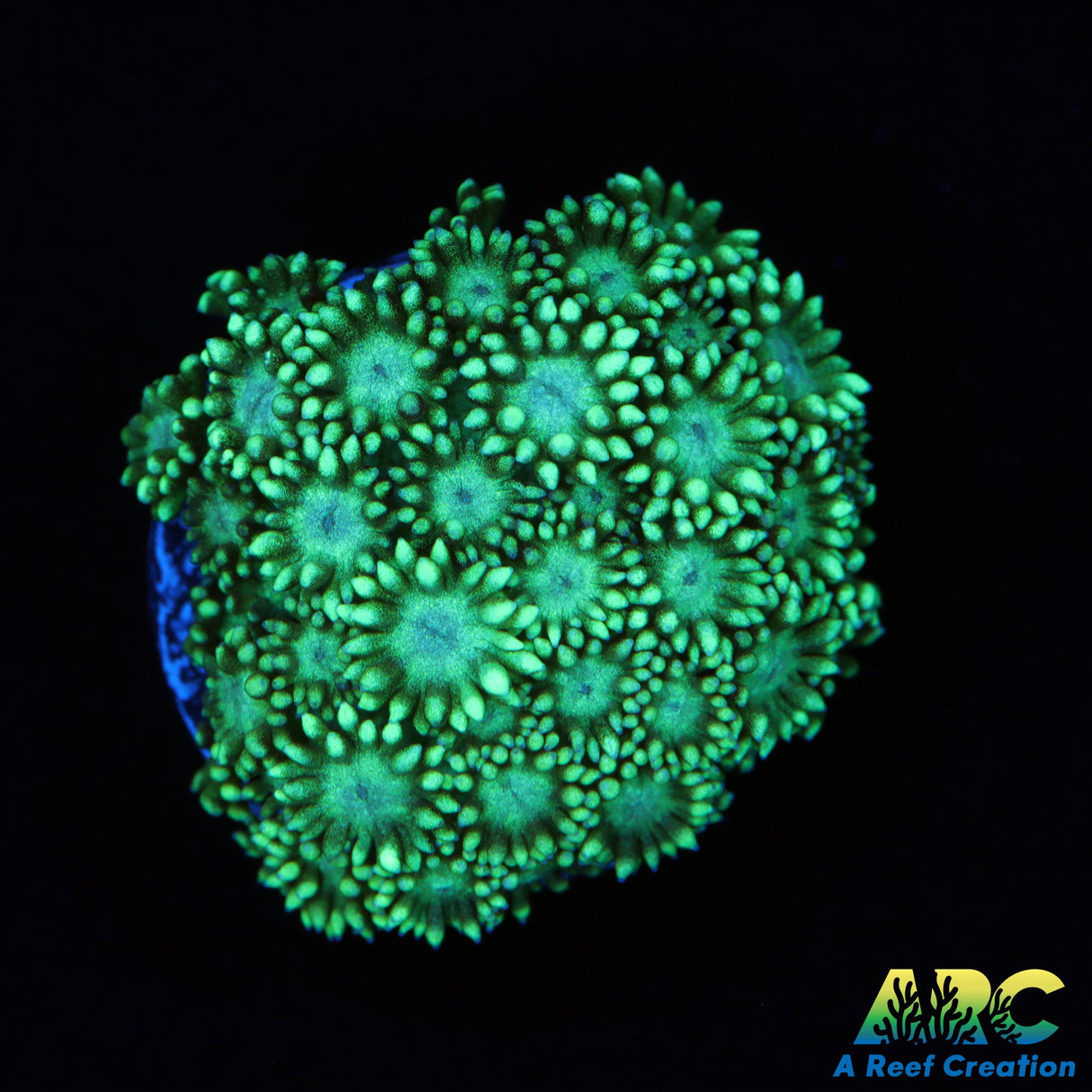 Green short Polyp Goni