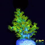 RRC Marvin The Martian