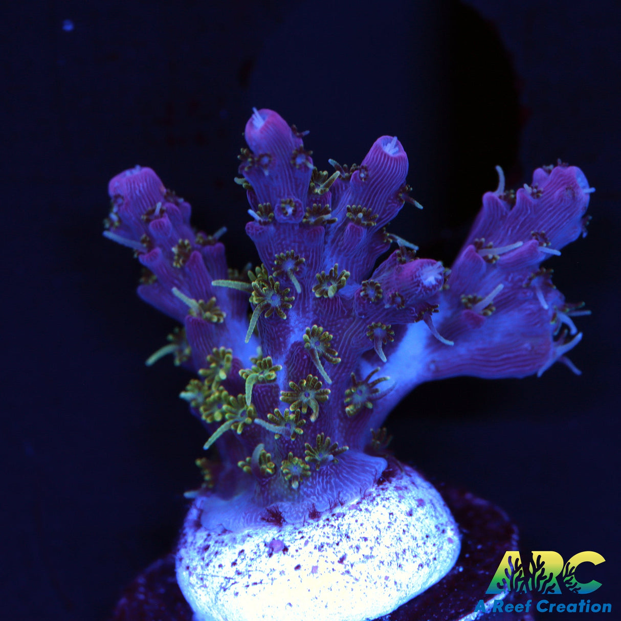 ARC Purple Hairy Monster